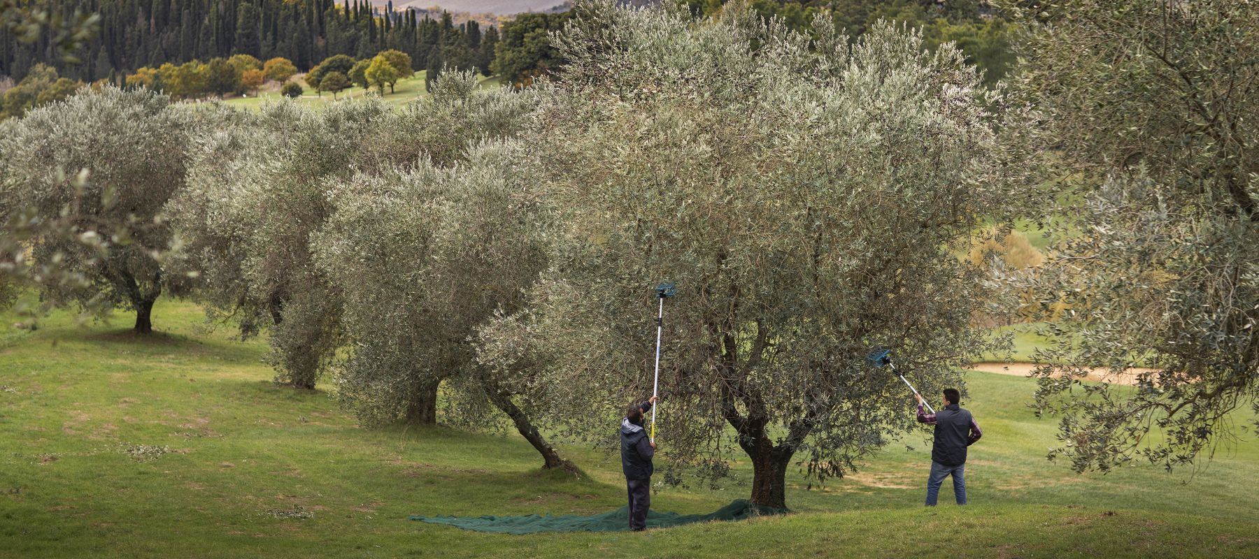 02 image full olive desktop