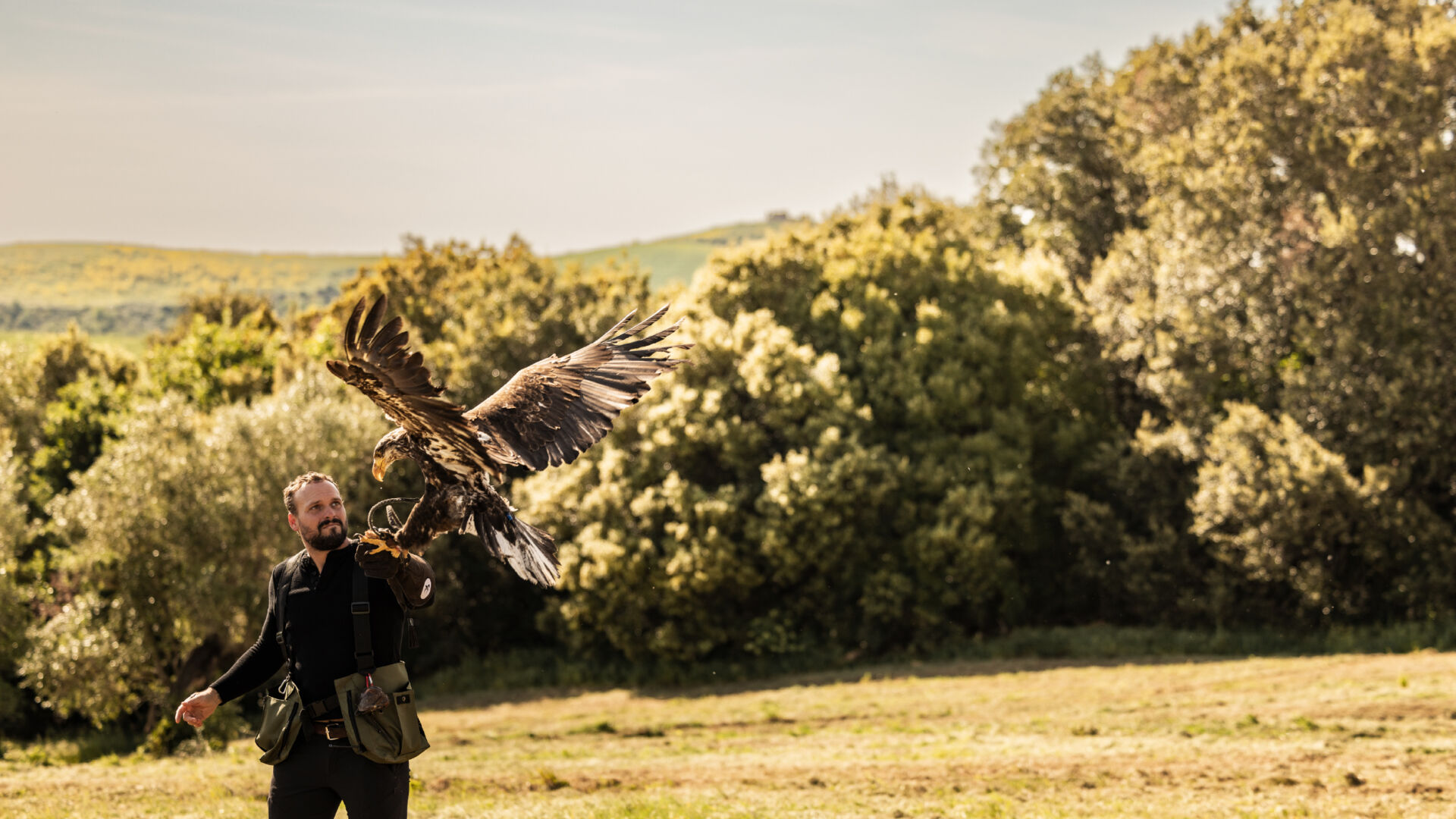Falconry 07 01