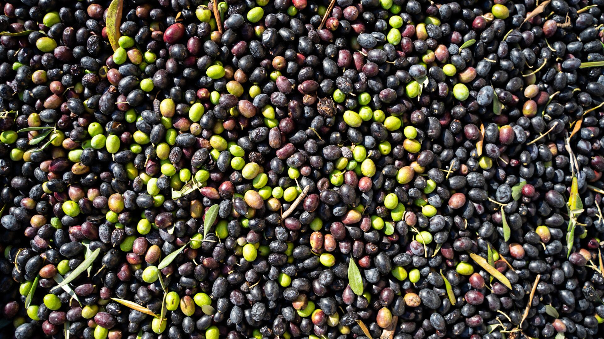 Olive Oil and Frantoio 1