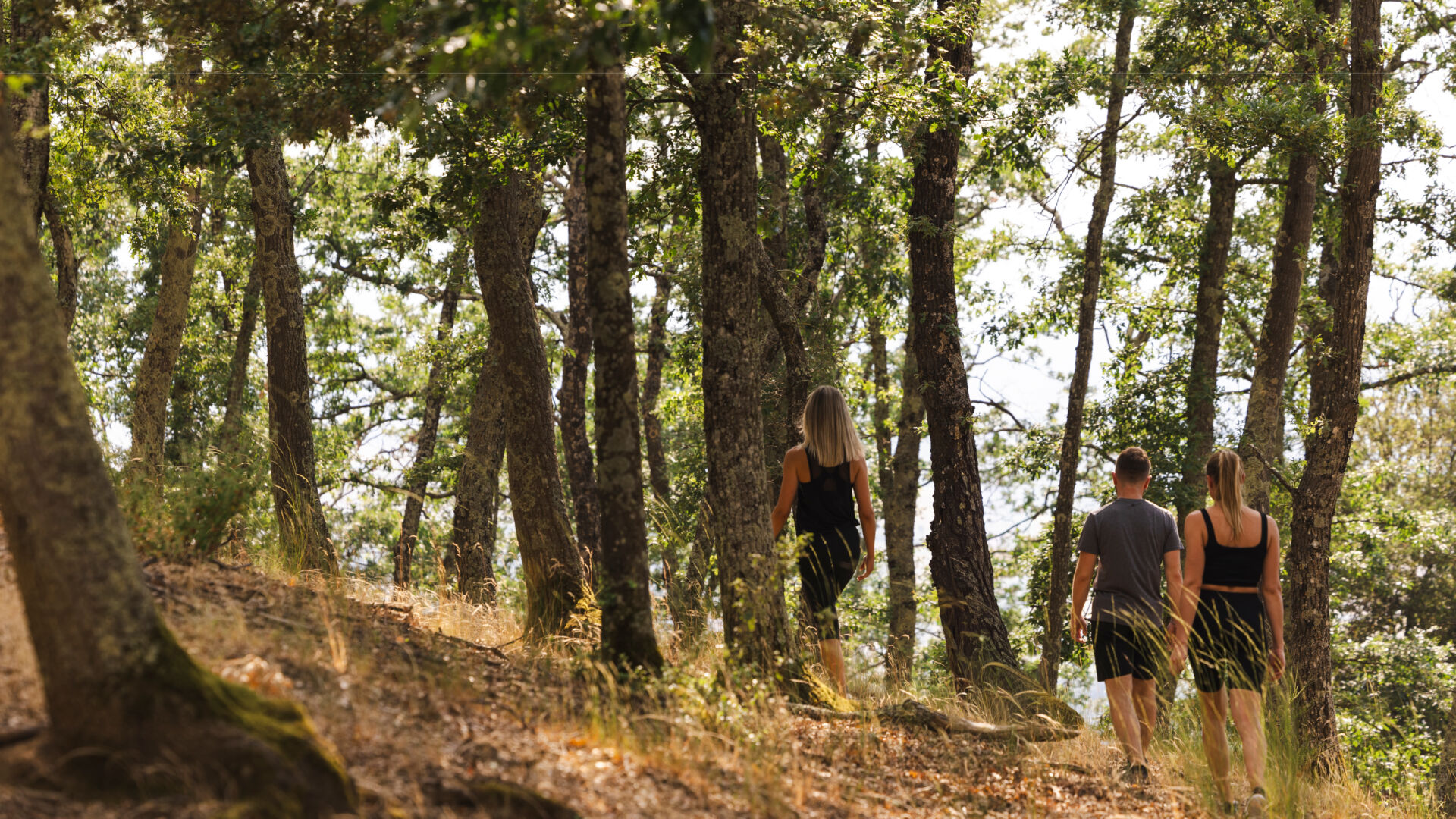 Forest bathing Desktop