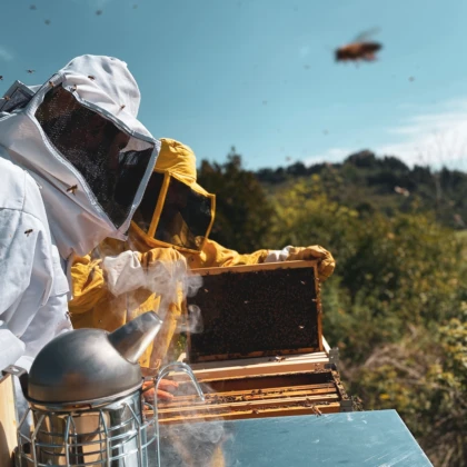 Bee Experience