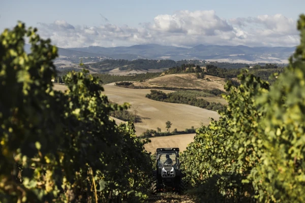 Card vendemmia