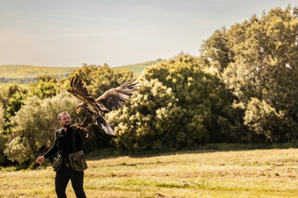 Falconry 07 01