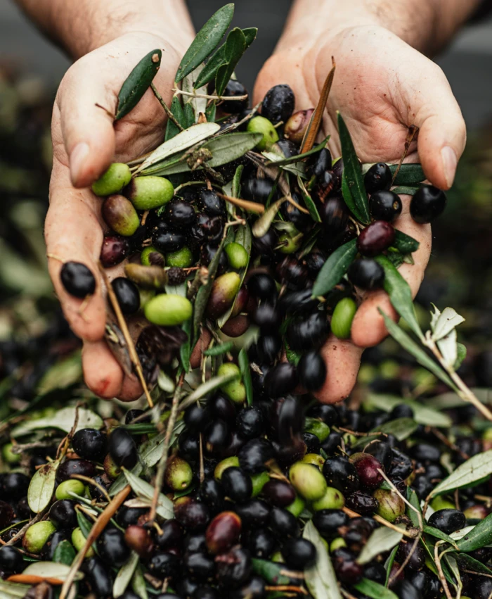 Castelfalfi Wine Oil 4