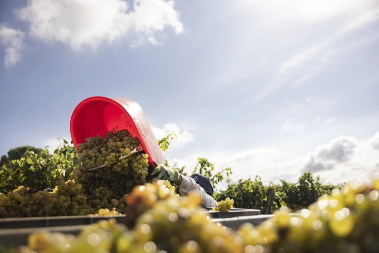 Gallery azienda agricola 02