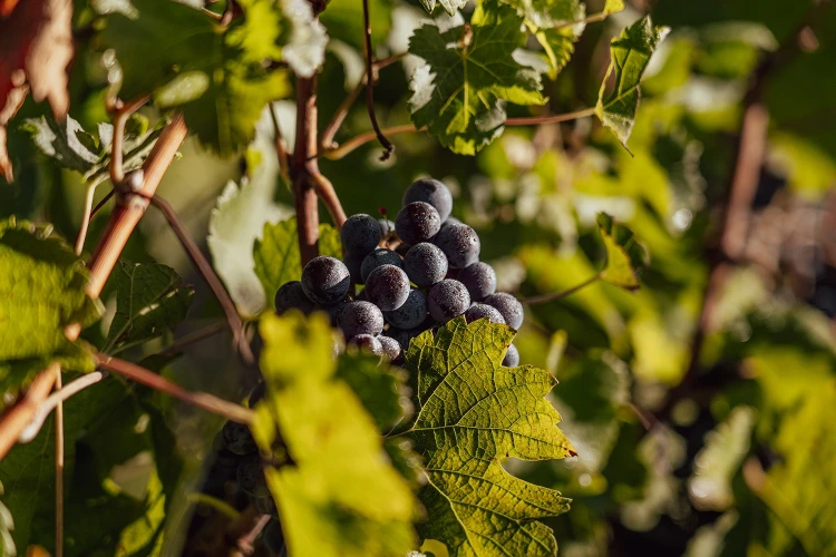 Gallery azienda agricola 04