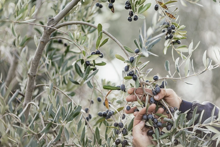 Gallery azienda agricola 05