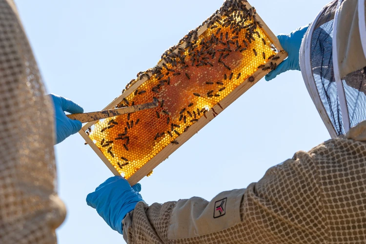 Carosello apiario 02