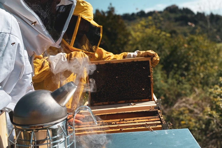 Carosello apiario 03