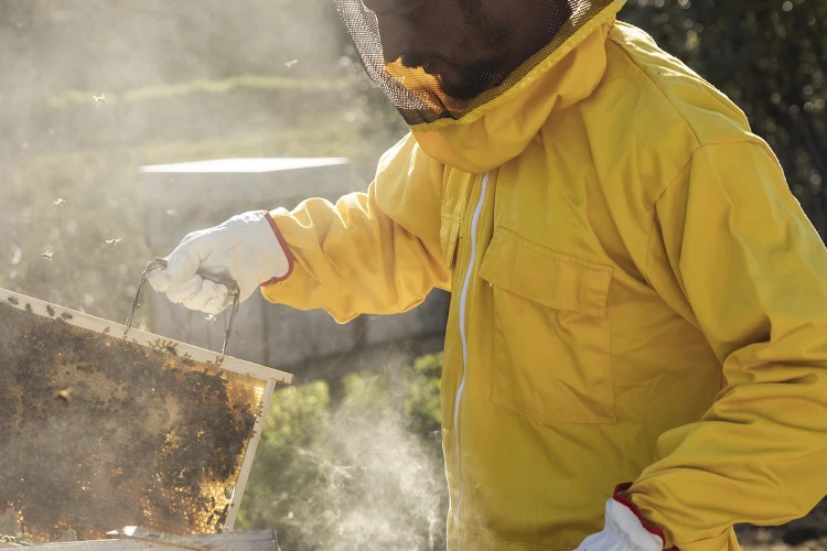 Carosello apiario 04