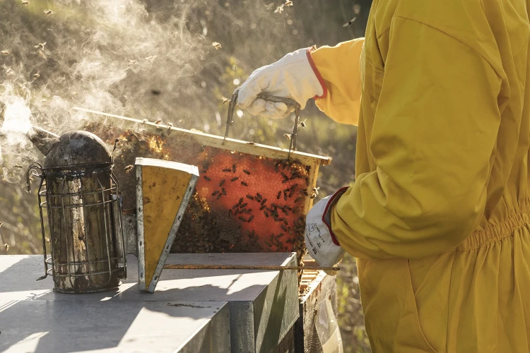 Carosello apiario 05