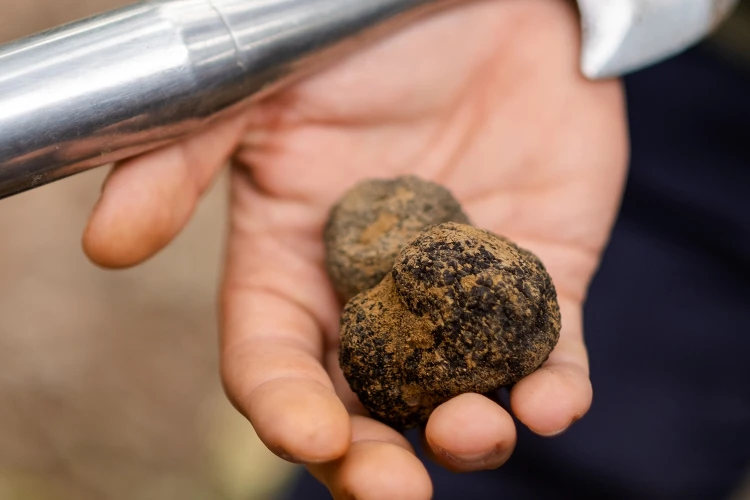 Carosello tartufo 02