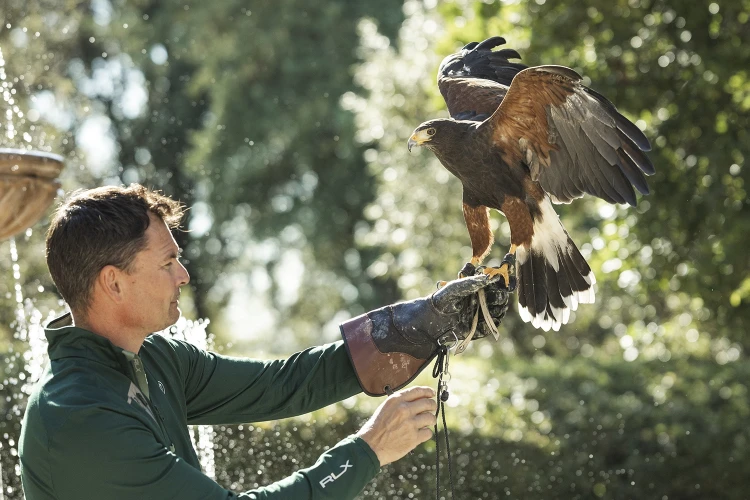 Carosello falconeria 01