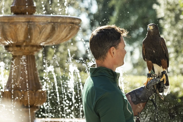 Carosello falconeria 03