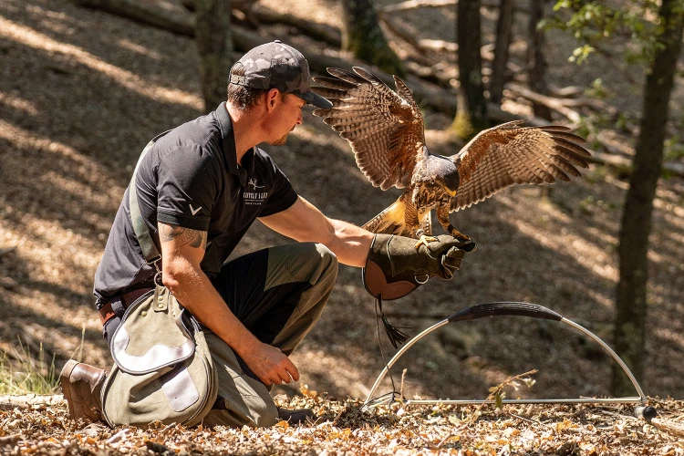 Carosello falconeria 04