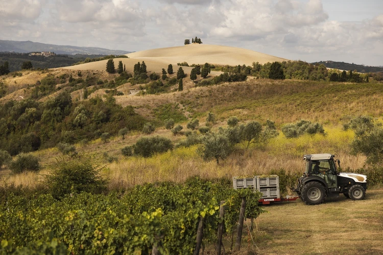 Carosello vendemmia 01