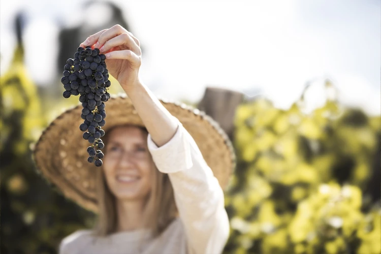 Carosello vendemmia 02