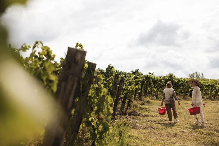 Carosello vendemmia 03