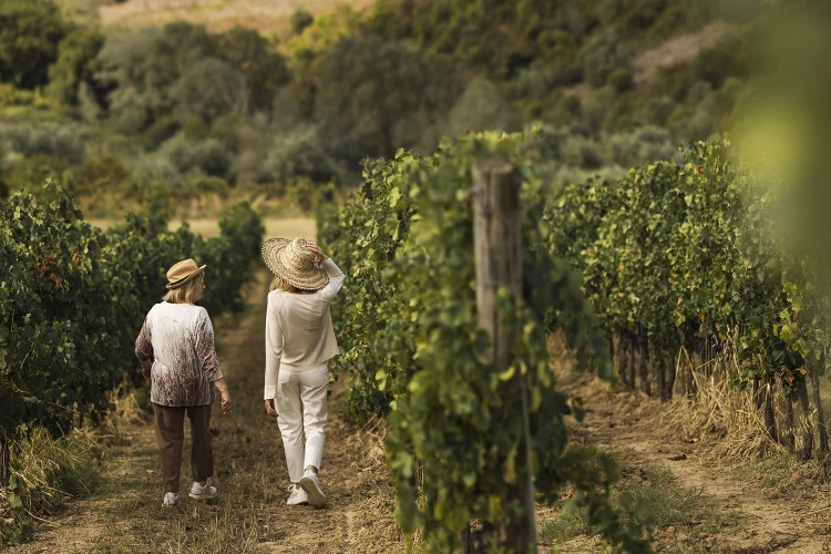 Carosello vendemmia 04