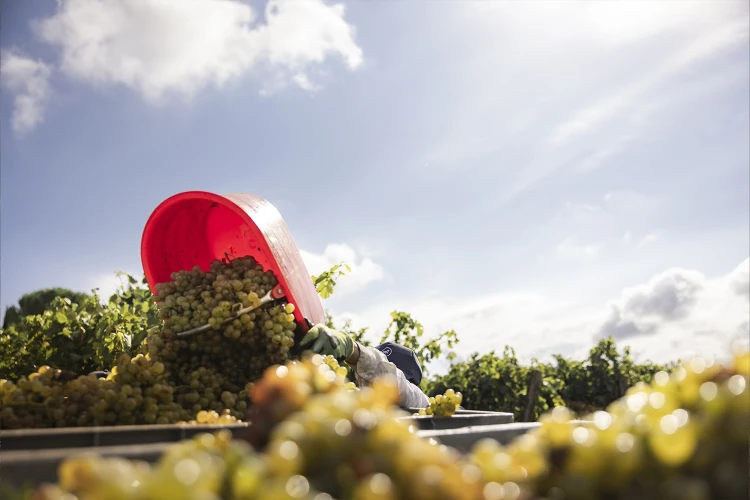 Carosello vendemmia 05