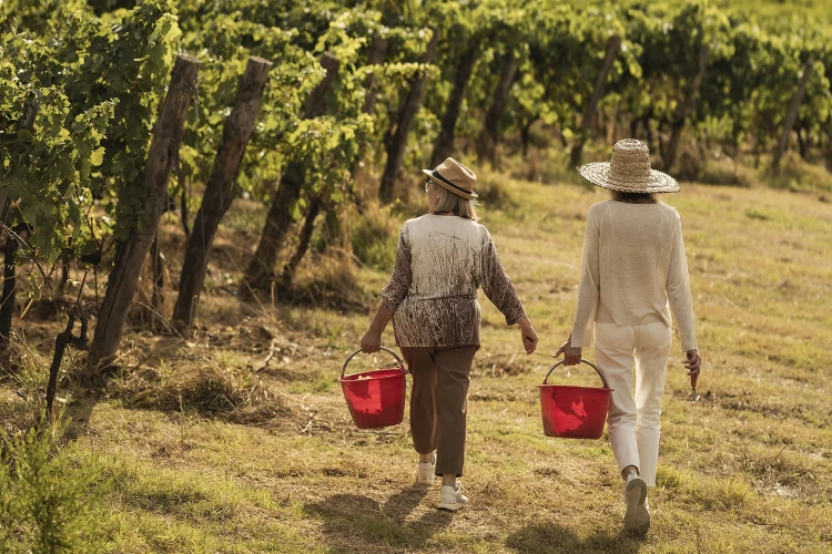 Carosello vendemmia 06