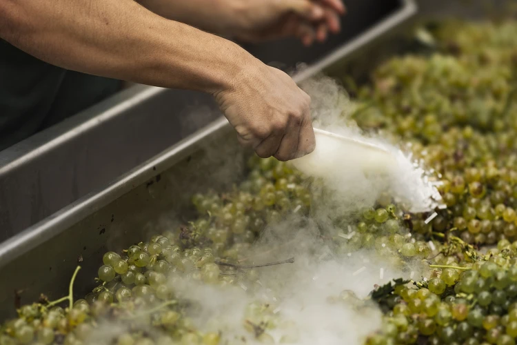 Carosello vendemmia 07