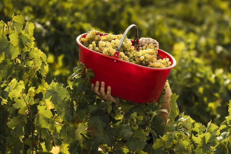 Carosello vendemmia 08