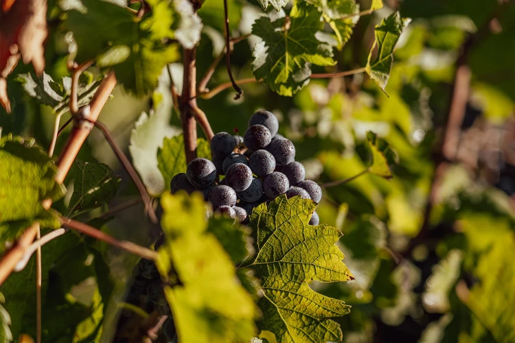 01 approccio biologico