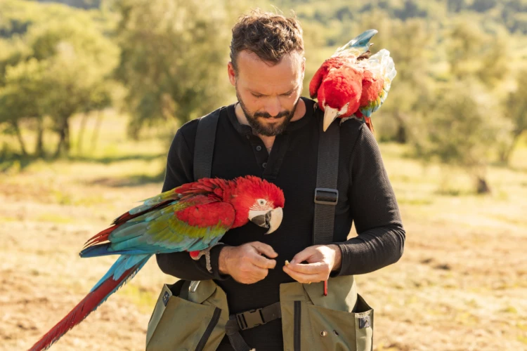 Falconry 03 01