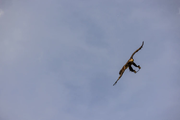 Falconry 06 01