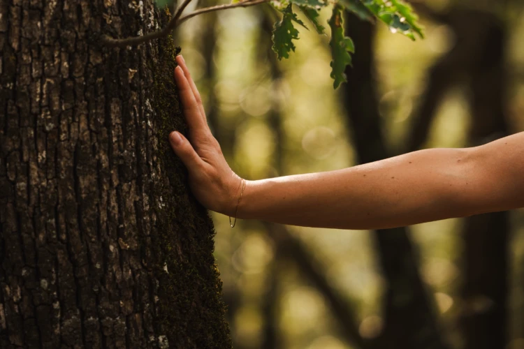 Forest bathing 12